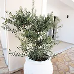 Hotel La Skalavista Skala (Kefalonia)